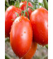 Tomato F1 Suraj 30 grams